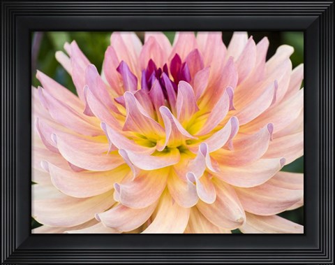 Framed Dreamcatcher Dahlia Print