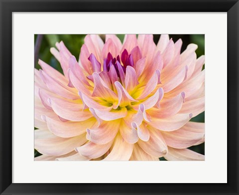 Framed Dreamcatcher Dahlia Print