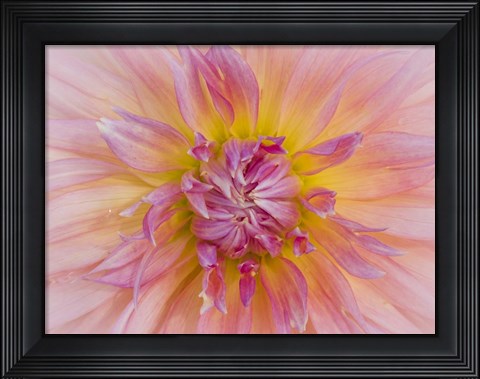 Framed Macro Of A Dahlia Print