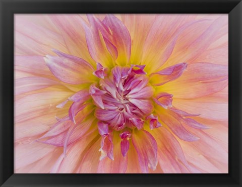 Framed Macro Of A Dahlia Print