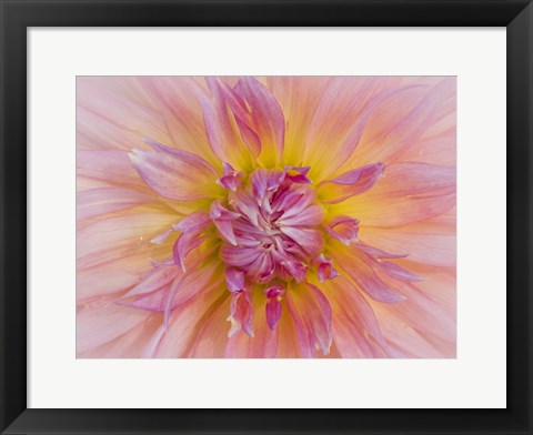 Framed Macro Of A Dahlia Print