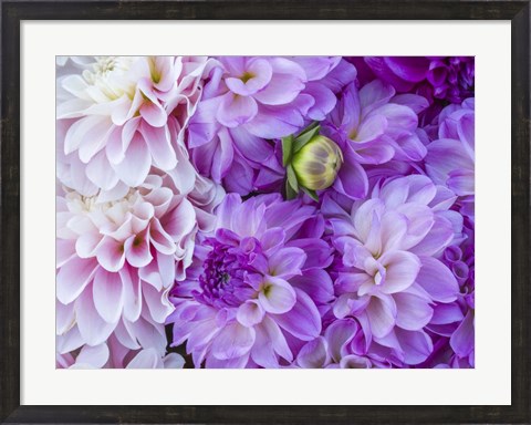 Framed Flower Pattern With Large Group Of Lavender Flowers Print