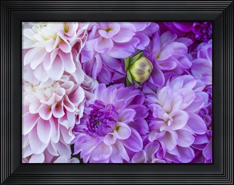 Framed Flower Pattern With Large Group Of Lavender Flowers Print