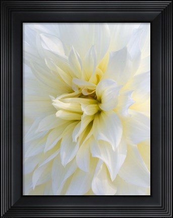 Framed Frozen Dahlia Print