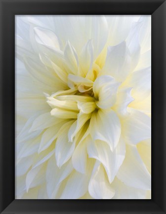 Framed Frozen Dahlia Print