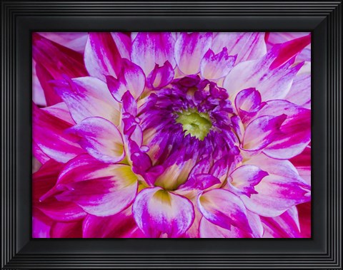 Framed Enchantress Dahlia Print