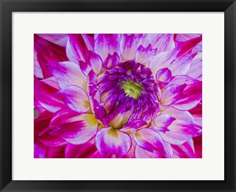 Framed Enchantress Dahlia Print