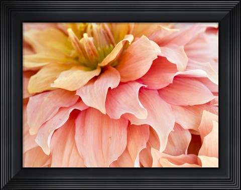 Framed Peach Dahlia Print