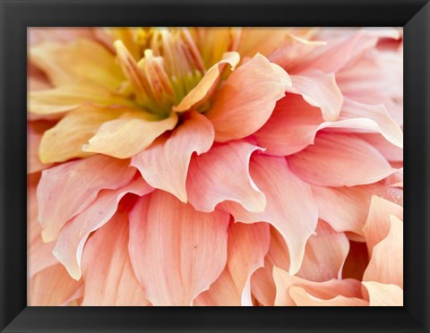 Framed Peach Dahlia Print