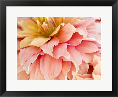 Framed Peach Dahlia Print