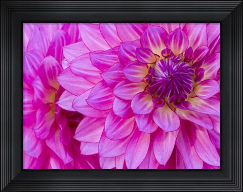 Framed Hot Pink Dahlia Print