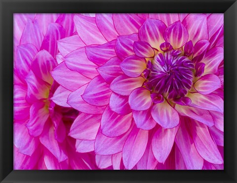 Framed Hot Pink Dahlia Print