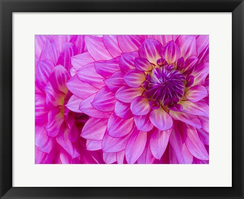 Framed Hot Pink Dahlia Print