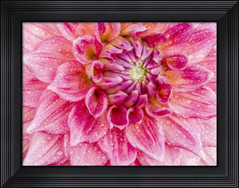 Framed Soft Pink Dahlia Print