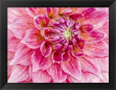 Framed Soft Pink Dahlia Print