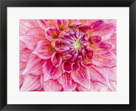 Framed Soft Pink Dahlia Print