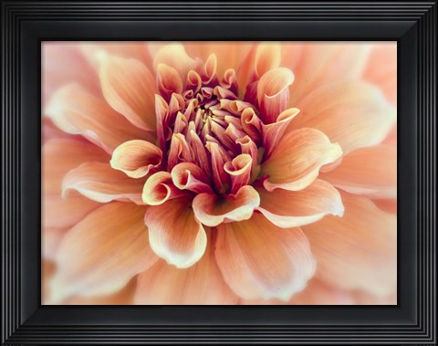Framed Peachy Dahlia Print