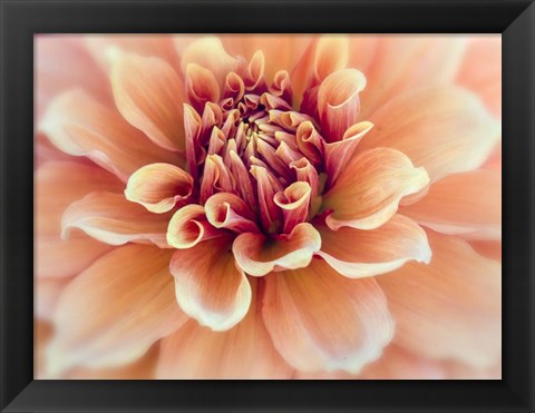 Framed Peachy Dahlia Print