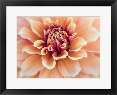 Framed Peachy Dahlia Print