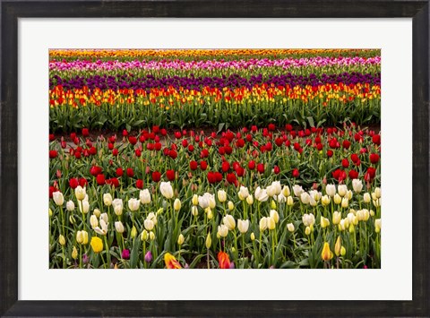 Framed Tulip Field In Bloom Print