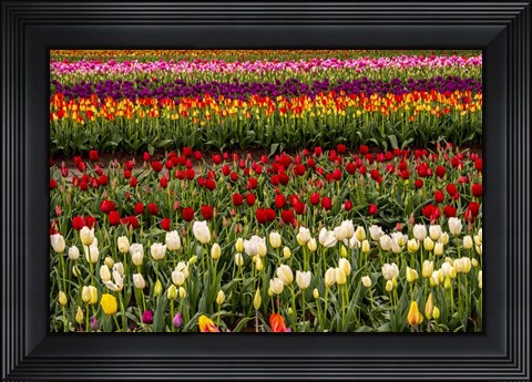 Framed Tulip Field In Bloom Print