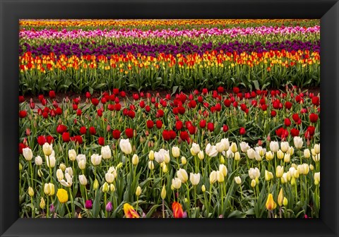 Framed Tulip Field In Bloom Print