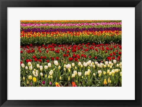 Framed Tulip Field In Bloom Print