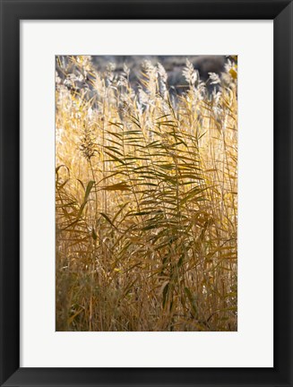 Framed Utah Grasses Along The Fremont River Print