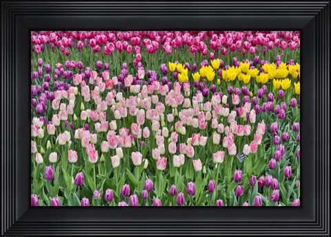 Framed Spring Tulip Garden In Full Bloom Print