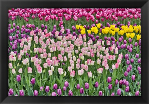 Framed Spring Tulip Garden In Full Bloom Print