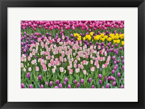 Framed Spring Tulip Garden In Full Bloom Print