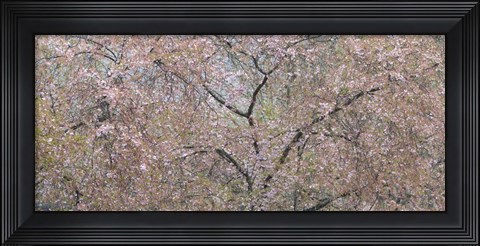 Framed Cherry Trees Blooming During Spring Print