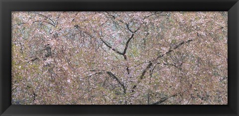 Framed Cherry Trees Blooming During Spring Print