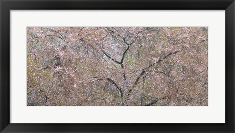 Framed Cherry Trees Blooming During Spring Print