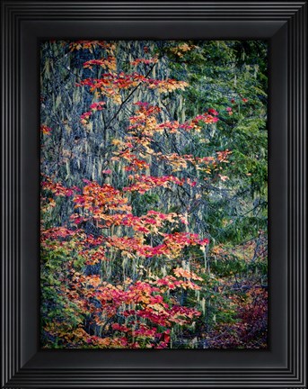 Framed Moss Hanging From a Tree In Autumn Print
