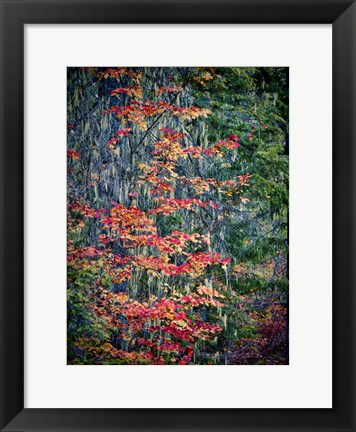 Framed Moss Hanging From a Tree In Autumn Print