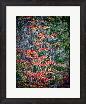 Framed Moss Hanging From a Tree In Autumn Print