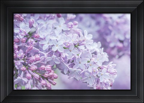 Framed Lilac Close-Up Print