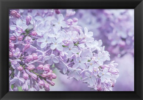 Framed Lilac Close-Up Print