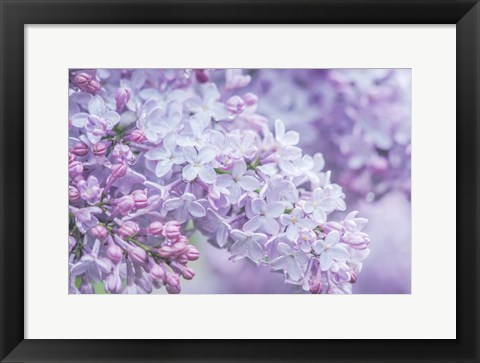 Framed Lilac Close-Up Print