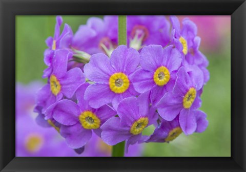 Framed Candelabra Penstemon Print