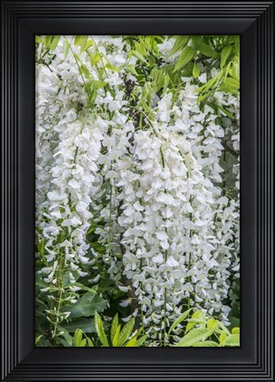 Framed Wisteria Print