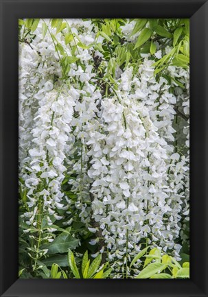 Framed Wisteria Print