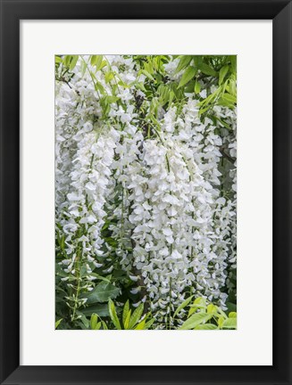 Framed Wisteria Print