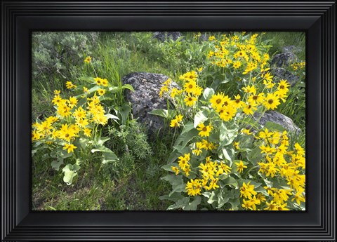 Framed Balsamroot Covering Hillsides In The Spring Print
