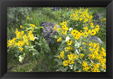 Framed Balsamroot Covering Hillsides In The Spring Print