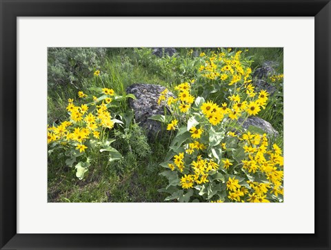 Framed Balsamroot Covering Hillsides In The Spring Print