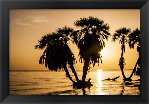 Framed Sunrise On The Beach, Through The Palms Print