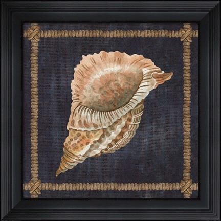 Framed Seashell on Navy VI Print