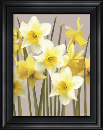 Framed Spring Daffodils Print